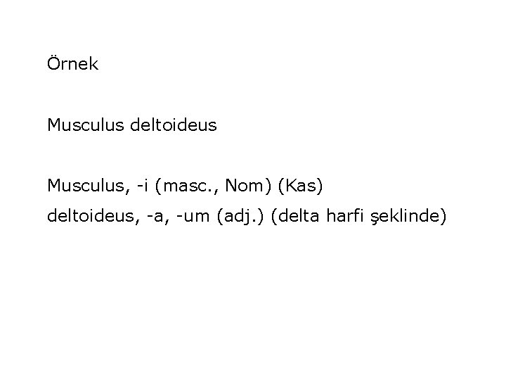 Örnek Musculus deltoideus Musculus, -i (masc. , Nom) (Kas) deltoideus, -a, -um (adj. )