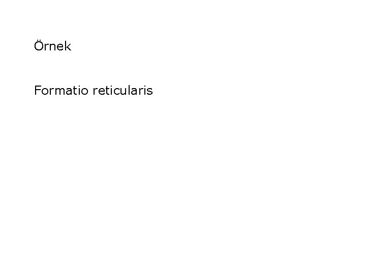 Örnek Formatio reticularis 
