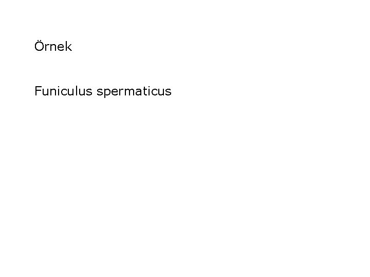 Örnek Funiculus spermaticus 