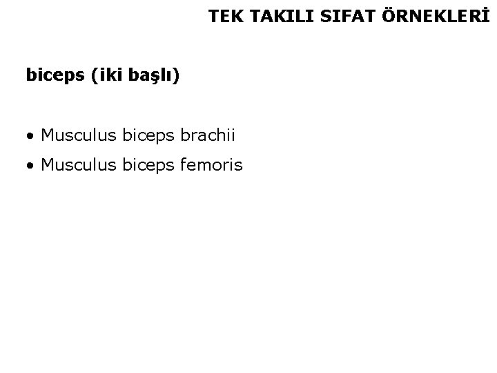 TEK TAKILI SIFAT ÖRNEKLERİ biceps (iki başlı) • Musculus biceps brachii • Musculus biceps