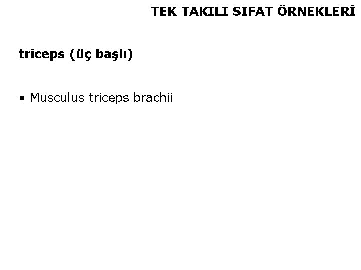 TEK TAKILI SIFAT ÖRNEKLERİ triceps (üç başlı) • Musculus triceps brachii 