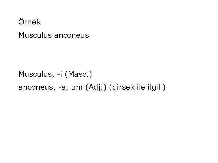 Örnek Musculus anconeus Musculus, -i (Masc. ) anconeus, -a, um (Adj. ) (dirsek ile