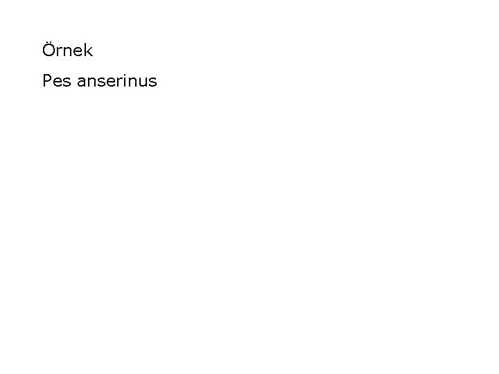 Örnek Pes anserinus 