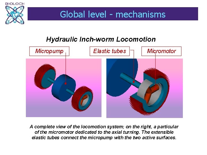 Global level - mechanisms Hydraulic Inch-worm Locomotion Micropump Elastic tubes Micromotor A complete view