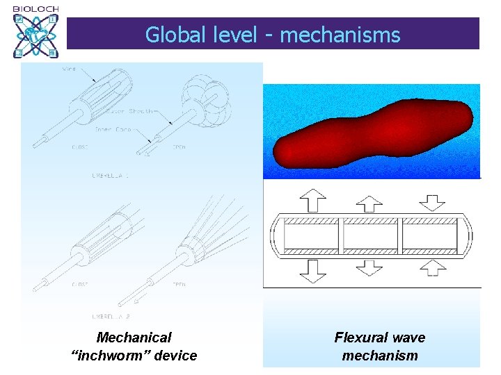 Global level - mechanisms Mechanical “inchworm” device Flexural wave mechanism 