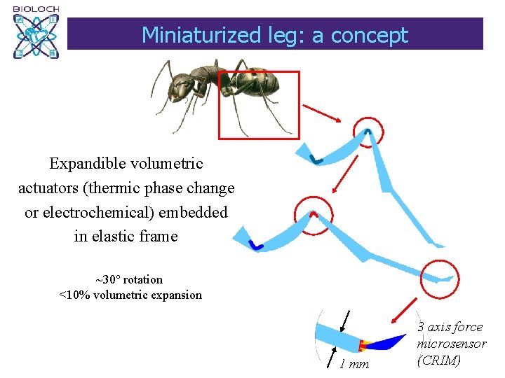 Miniaturized leg: a concept Expandible volumetric actuators (thermic phase change or electrochemical) embedded in