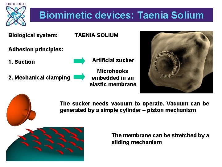 Biomimetic devices: Taenia Solium Biological system: TAENIA SOLIUM Adhesion principles: Artificial sucker 1. Suction