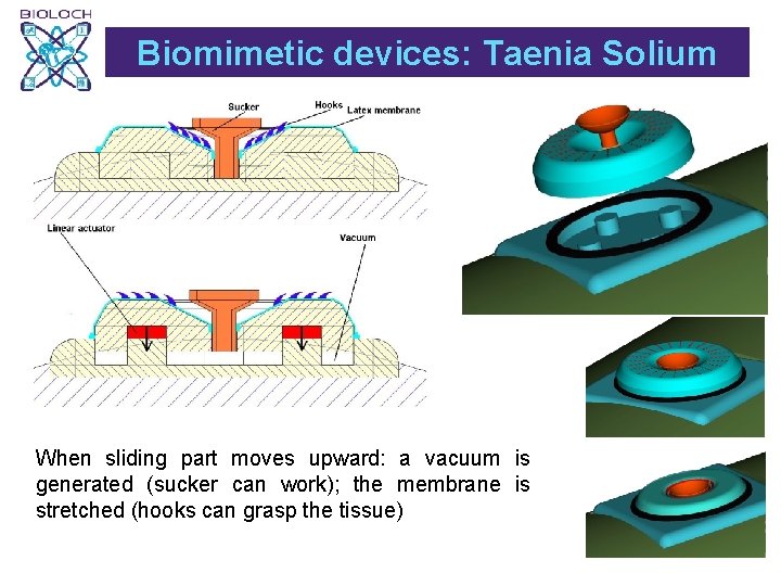 Biomimetic devices: Taenia Solium When sliding part moves upward: a vacuum is generated (sucker