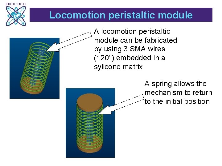 Locomotion peristaltic module A locomotion peristaltic module can be fabricated by using 3 SMA