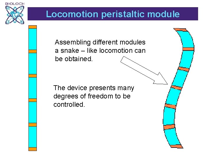 Locomotion peristaltic module Assembling different modules a snake – like locomotion can be obtained.
