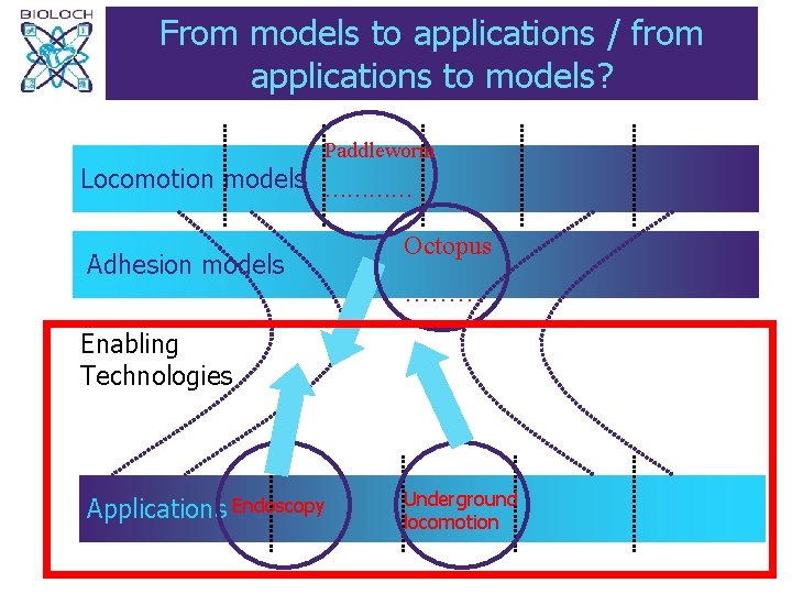 From models to applications / from applications to models? Paddleworm Locomotion models ………… Adhesion