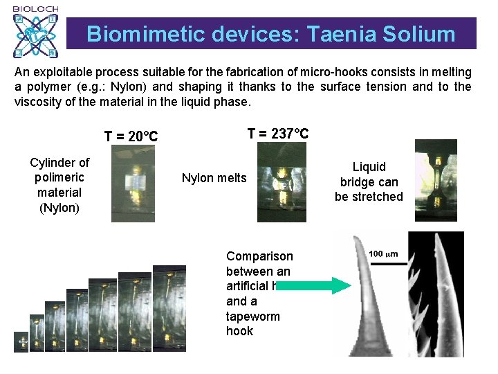 Biomimetic devices: Taenia Solium An exploitable process suitable for the fabrication of micro-hooks consists