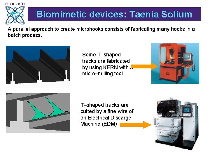 Biomimetic devices: Taenia Solium A parallel approach to create microhooks consists of fabricating many