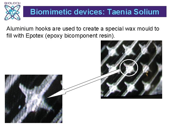 Biomimetic devices: Taenia Solium Aluminium hooks are used to create a special wax mould