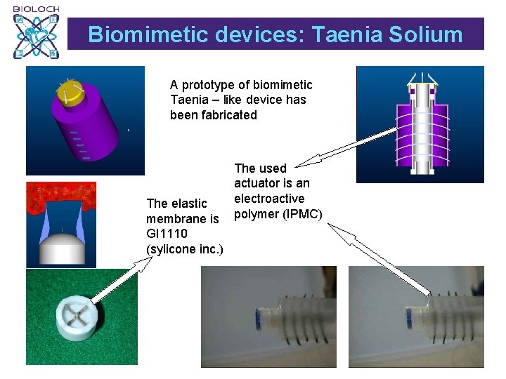 Biomimetic devices: Taenia Solium A prototype of biomimetic Taenia – like device has been