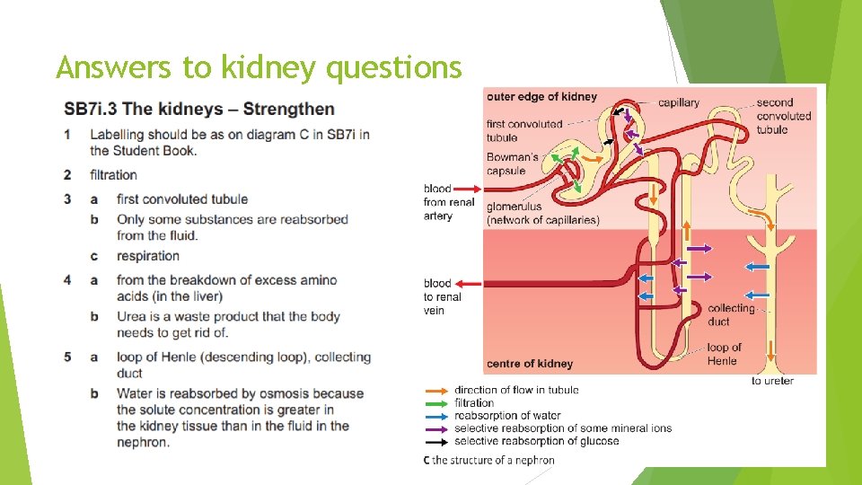 Answers to kidney questions 