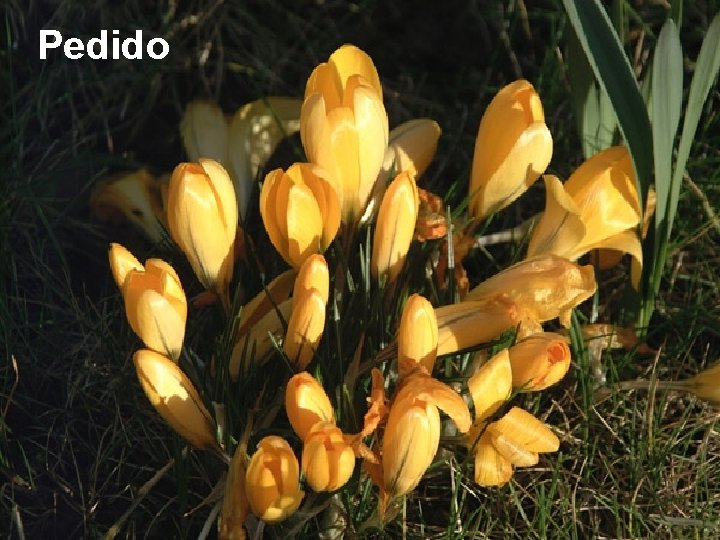 Pedido 