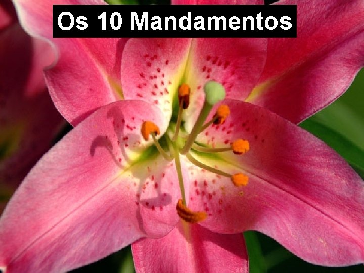 Os 10 Mandamentos 