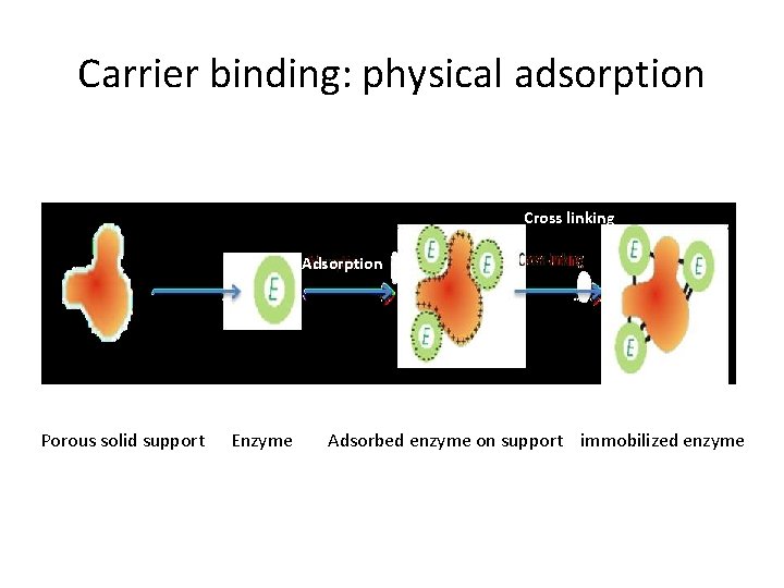 Carrier binding: physical adsorption Cross linking Adsorption Porous solid support Enzyme Adsorbed enzyme on