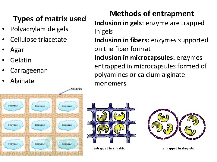 Methods of entrapment • • • Types of matrix used Inclusion in gels: enzyme