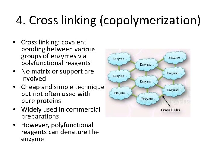 4. Cross linking (copolymerization) • Cross linking: covalent bonding between various groups of enzymes