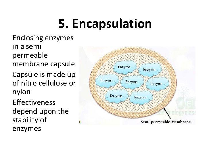 5. Encapsulation Enclosing enzymes in a semi permeable membrane capsule Capsule is made up