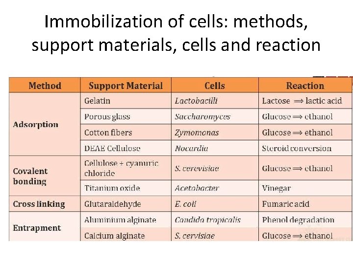 Immobilization of cells: methods, support materials, cells and reaction 