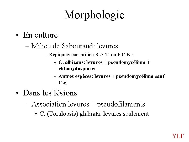 Morphologie • En culture – Milieu de Sabouraud: levures – Repiquage sur milieu R.
