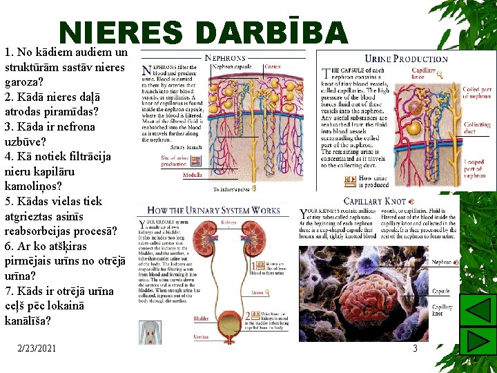 NIERES DARBĪBA 1. No kādiem audiem un struktūrām sastāv nieres garoza? 2. Kādā nieres