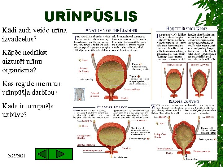 URĪNPŪSLIS Kādi audi veido urīna izvadceļus? Kāpēc nedrīkst aizturēt urīnu organismā? Kas regulē nieru