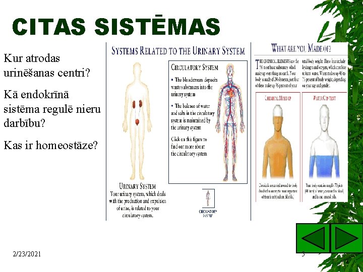 CITAS SISTĒMAS Kur atrodas urinēšanas centri? Kā endokrīnā sistēma regulē nieru darbību? Kas ir