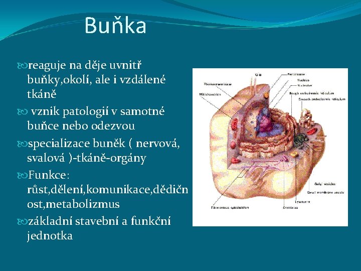 Buňka reaguje na děje uvnitř buňky, okolí, ale i vzdálené tkáně vznik patologií v