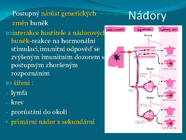  Postupný nárůst genetických změn buněk interakce hostitele a nádorových buněk-reakce na hormonální stimulaci,