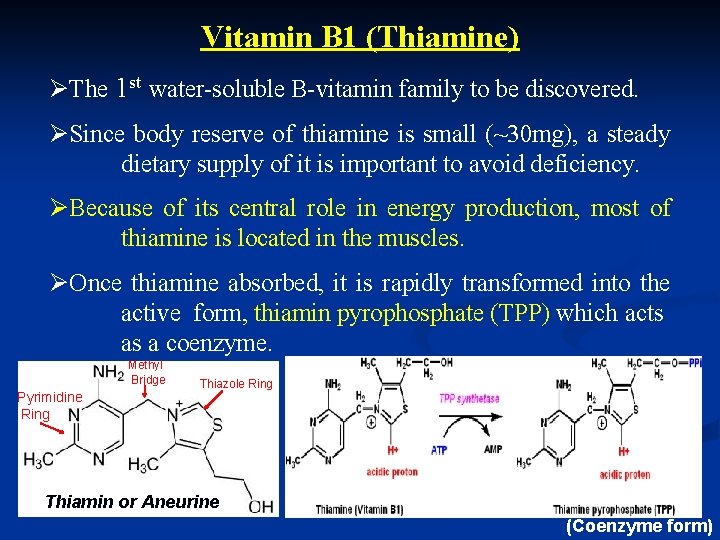 Vitamin B 1 (Thiamine) ØThe 1 st water-soluble B-vitamin family to be discovered. ØSince