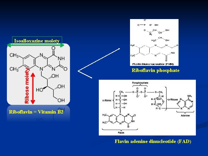 Ribose moiety Isoalloxazine moiety Riboflavin phosphate Riboflavin = Vitamin B 2 Flavin adenine dinucleotide