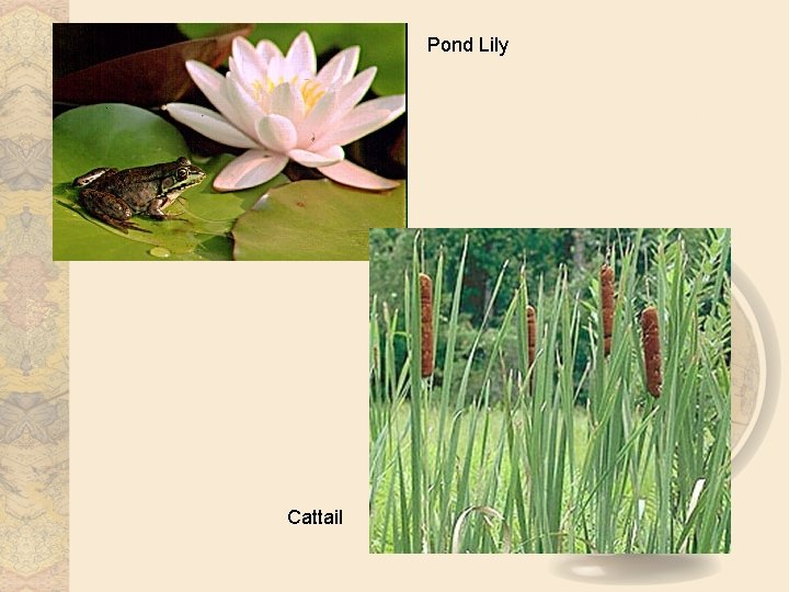 Pond Lily Cattail 