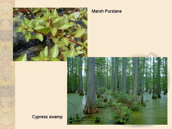Marsh Purslane Cypress swamp 