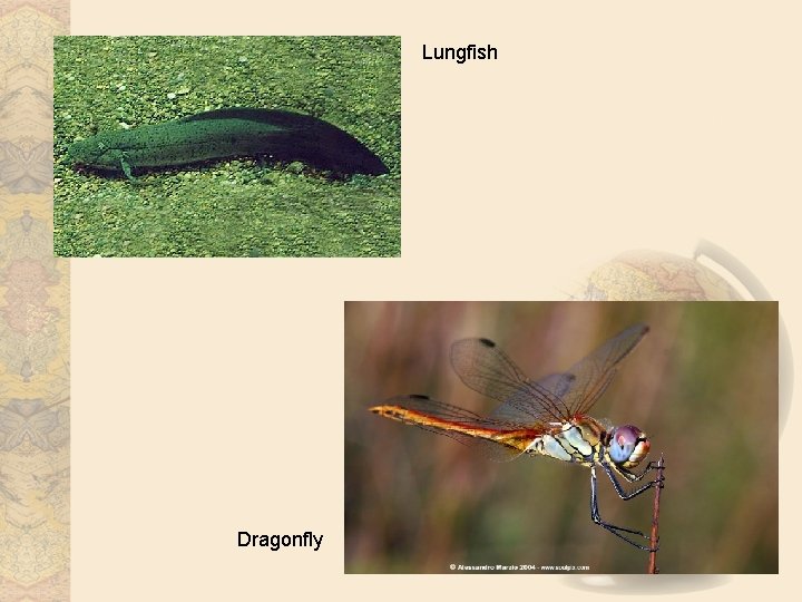 Lungfish Dragonfly 