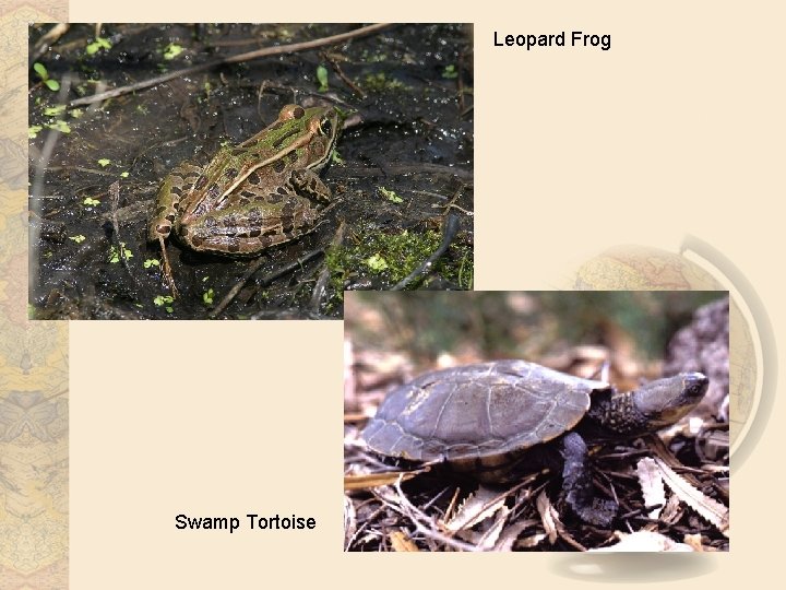 Leopard Frog Swamp Tortoise 