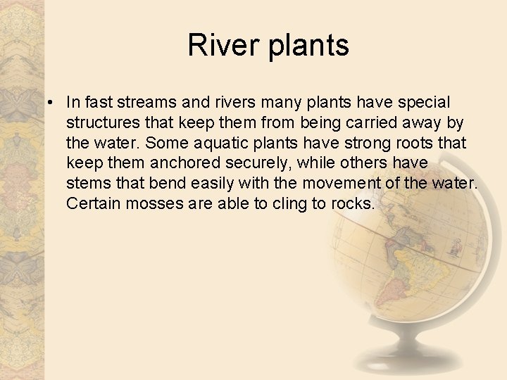 River plants • In fast streams and rivers many plants have special structures that