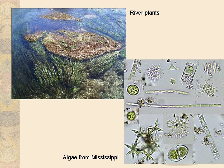 River plants Algae from Mississippi 
