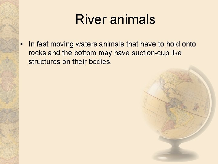 River animals • In fast moving waters animals that have to hold onto rocks