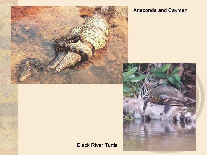 Anaconda and Cayman Black River Turtle 