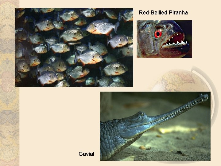 Red-Bellied Piranha Gavial 