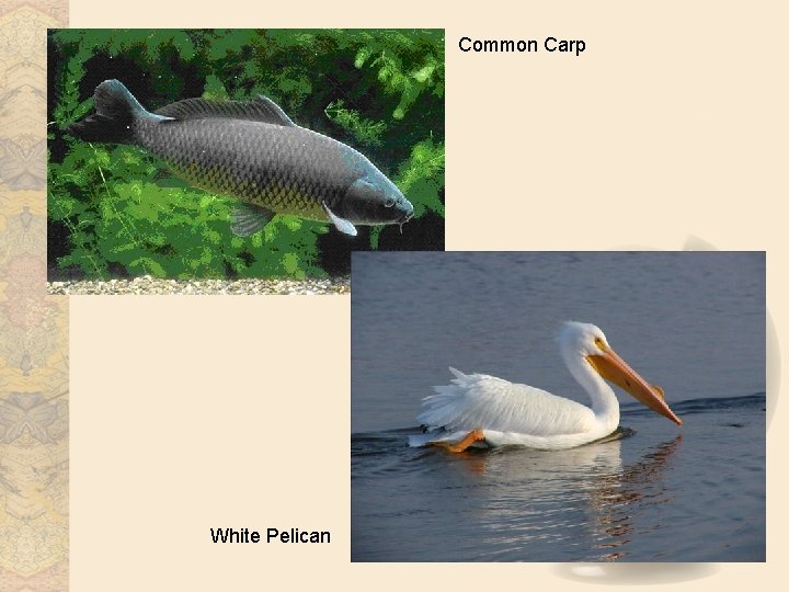 Common Carp White Pelican 