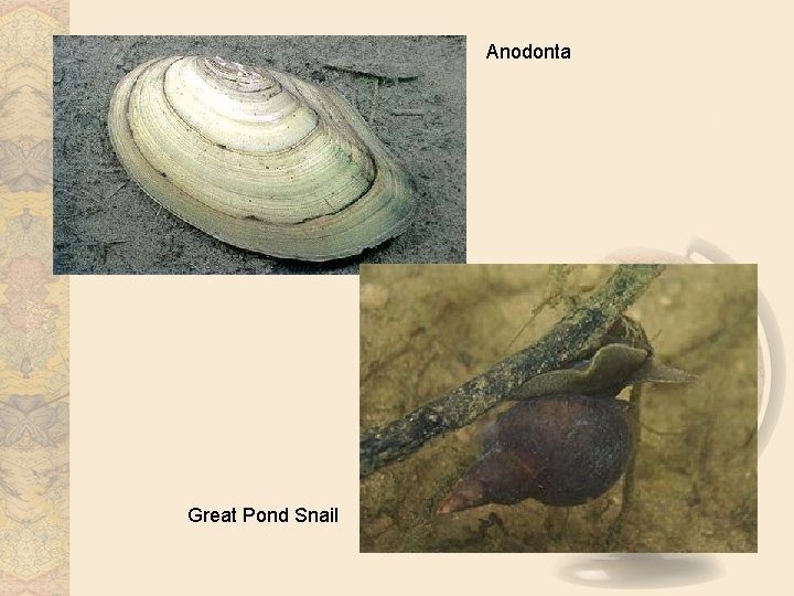 Anodonta Great Pond Snail 