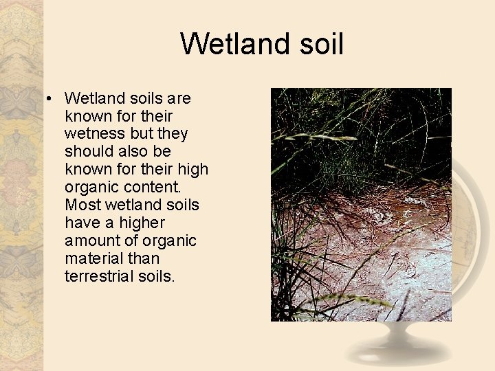 Wetland soil • Wetland soils are known for their wetness but they should also
