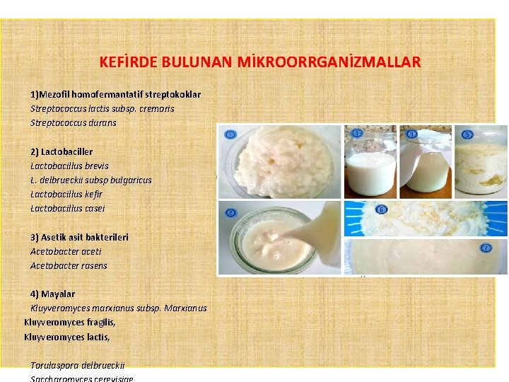 KEFİRDE BULUNAN MİKROORRGANİZMALLAR 1)Mezofil homofermantatif streptokoklar Streptococcus lactis subsp. cremoris Streptococcus durans 2) Lactobaciller