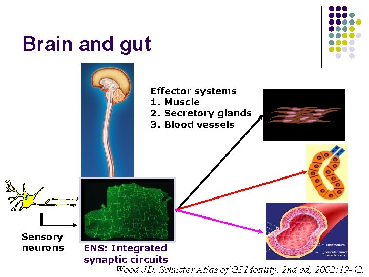 Brain and gut Effector systems 1. Muscle 2. Secretory glands 3. Blood vessels Sensory