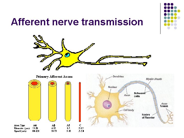 Afferent nerve transmission 